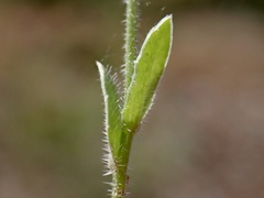 Wahlenbergia gracilenta