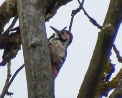 Dendrocopos leucotos