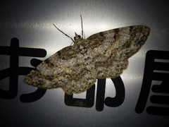 Protoboarmia faustinata