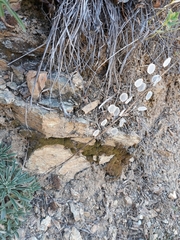 Alyssoides utriculata