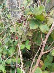 Rubus creticus