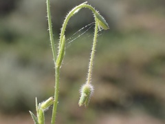 Wahlenbergia gracilenta