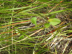 Liparophyllum exaltatum