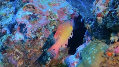 Bodianus dictynna