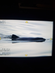 Phocoena phocoena phocoena