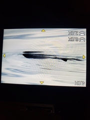 Phocoena phocoena phocoena