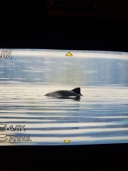 Phocoena phocoena phocoena