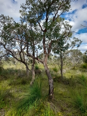 Eucalyptus marginata