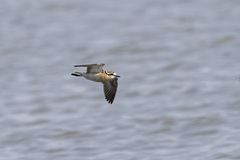Charadrius pecuarius
