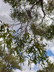 Eucalyptus marginata