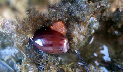 Notocypraea comptonii