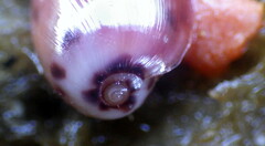 Notocypraea comptonii