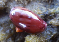 Notocypraea comptonii