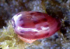 Notocypraea comptonii