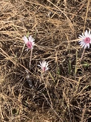 Gerbera viridifolia
