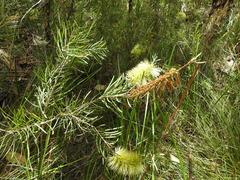 Melaleuca pachyphylla