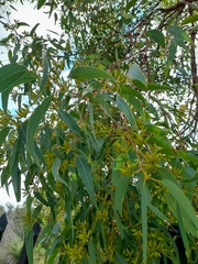 Eucalyptus marginata