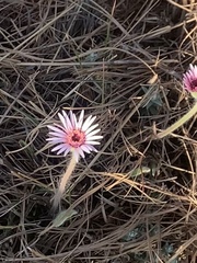 Gerbera viridifolia