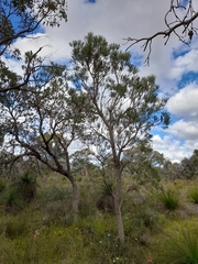 Banksia attenuata