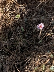Gerbera viridifolia