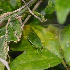 Chlorocysta vitripennis