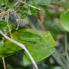 Chlorocysta vitripennis