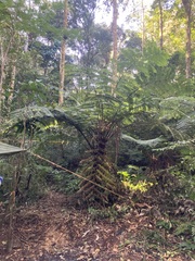 Cyatheaceae