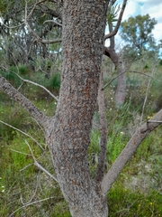 Banksia attenuata