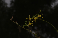 Anthocercis littorea