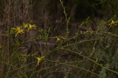 Anthocercis littorea