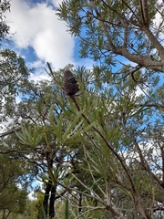 Banksia attenuata