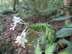 Calanthe triplicata
