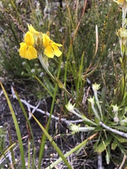 Goodenia glomerata