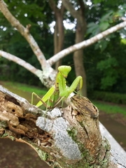Hierodula patellifera patellifera