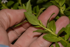 Myoporum caprarioides