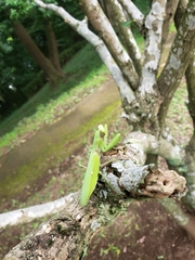 Hierodula patellifera patellifera