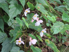 Begonia formosana