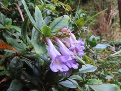 Lysionotus pauciflorus