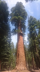 Sequoiadendron giganteum