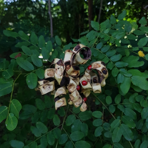 Adenanthera pavonina