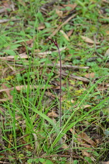 Caladenia formosa