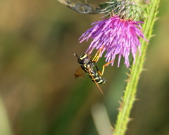 Chrysotoxum lineare
