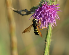 Chrysotoxum lineare