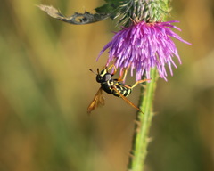 Chrysotoxum lineare