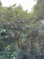 Quercus salicina