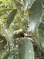 Quercus salicina