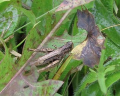 Chorthippus apricarius