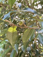 Quercus salicina