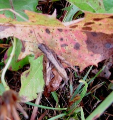 Chorthippus apricarius