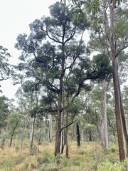 Lysicarpus angustifolius